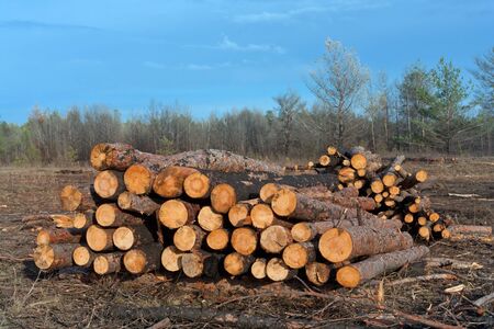firewood store on forest  clearingの写真素材