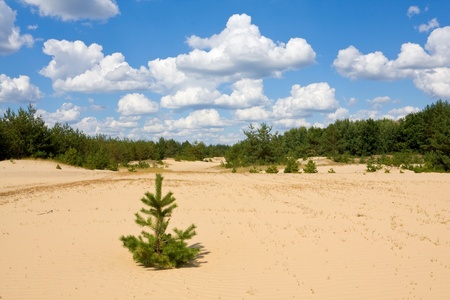 landscape in summer day in pine forestの写真素材
