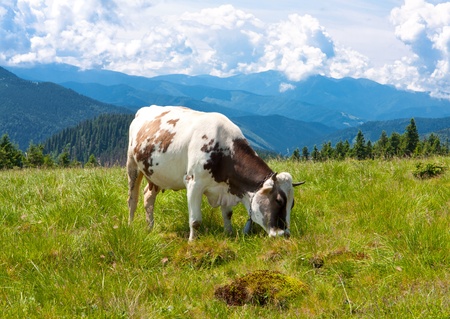 Cow on nice meadow in mountainsの写真素材