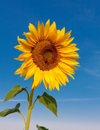 sunflower on blue sky backgroundの写真素材