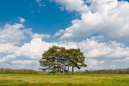 Pines on green meadow in nice dayの写真素材