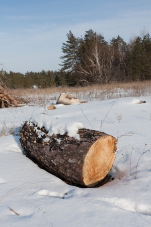 Log on winter fieldの写真素材