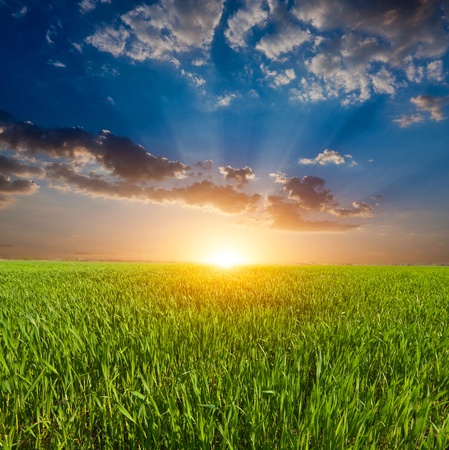 sunset over green field in steppeの写真素材
