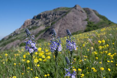 nice blue flowers on mountain meadowの写真素材