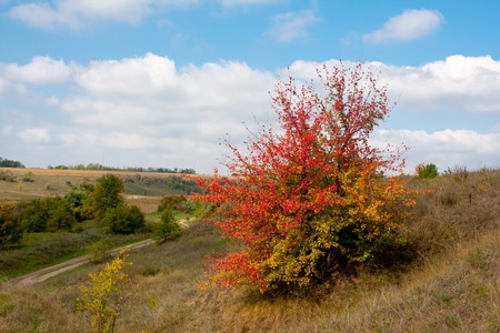 Autumn tree on slope in nice dayの写真素材