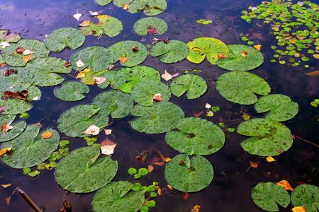 Water plants leafs on water surface の写真素材
