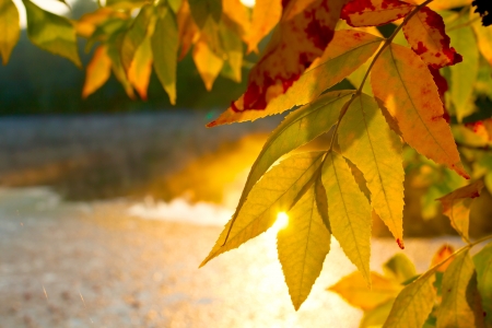 Nice autumn leafageの写真素材