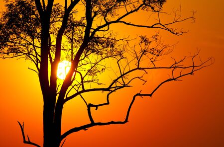 Tree on hot  sunset bakcgroundの写真素材