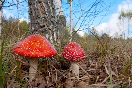 Close-up of two fly agaric mushrooms in a forest の写真素材