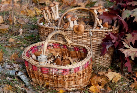 two baskets of mushrooms in autumn forestの写真素材