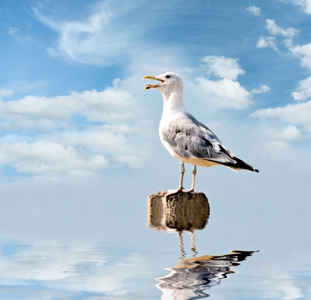 seagull on stone in sunny dayの写真素材