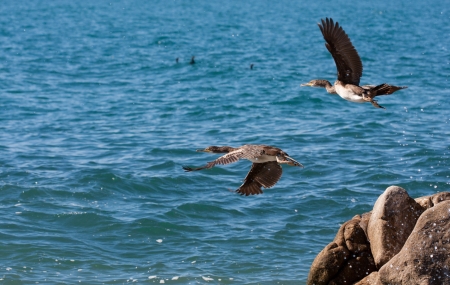 two cormorants fly over blue seaの写真素材