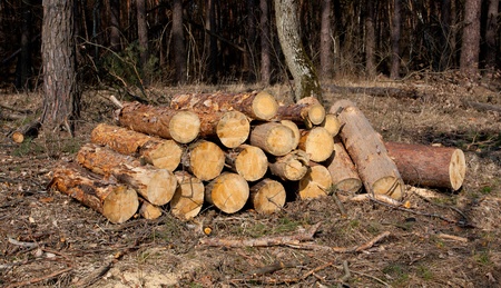 firewood store im pine forestの写真素材