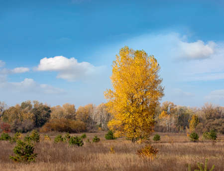 Nice autum tree in steppeの写真素材