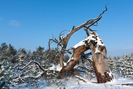 Old dead tree in winter forest