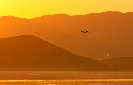 seagul flying on evening mountains background