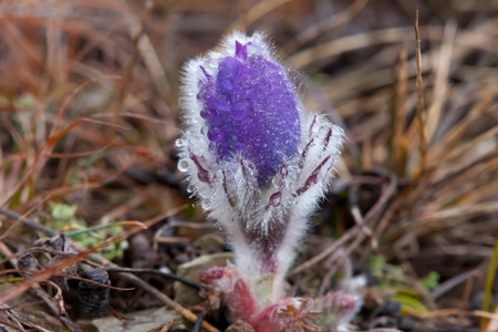 nice pasqueflower in morning dew