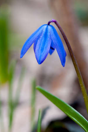 nice blue fower - macro shoot