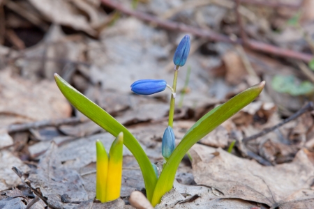 first flowers in spring forestの写真素材