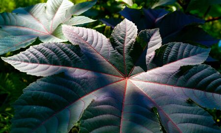 nice dark leafs in gardenの写真素材