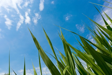 green grass on blue sky backgroundの写真素材