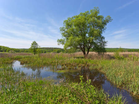 Green tree on bog in steppe