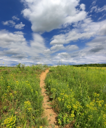 Pathway on green meadowの写真素材