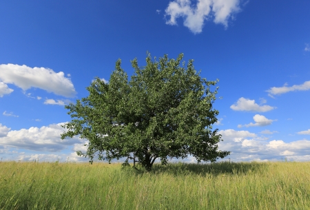 Scene with alone tree on meadowの写真素材