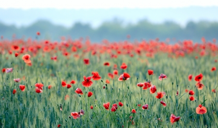 Nice red poppy field in early morningの写真素材