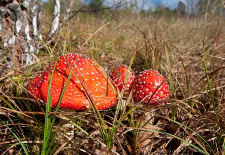 fly agaric mushrooms in autumn forestの写真素材
