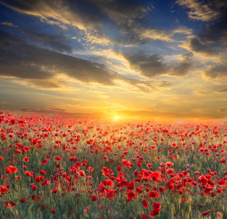 Poppy filed on sunset sky backgroundの写真素材