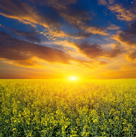 Nice sunset over rape fieldの写真素材
