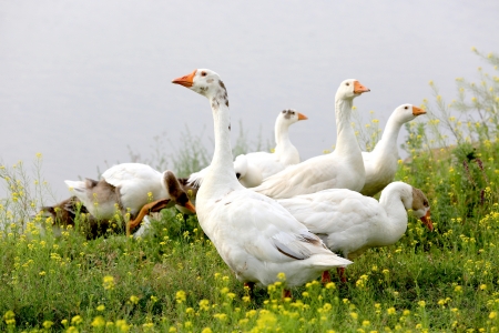 Gooses on meadow in wild flowers の写真素材