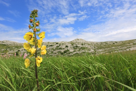 wild Yellow flower on green meadow in mountainsの写真素材