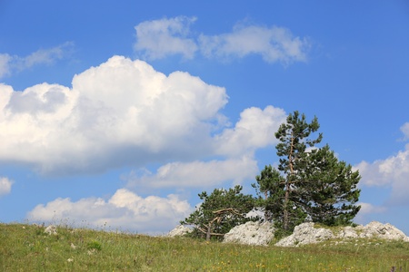pine trees on green meadow in mountainsの写真素材