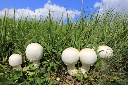 mushrooms in grass on blue sky background with cloudsの写真素材