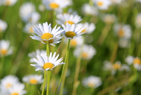 nice camomiles on summer meadowの写真素材