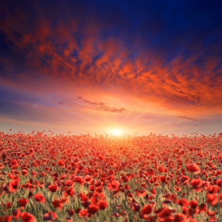 Poppy filed on sunset sky background の写真素材