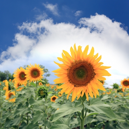 Nice sunflower on fieldの写真素材