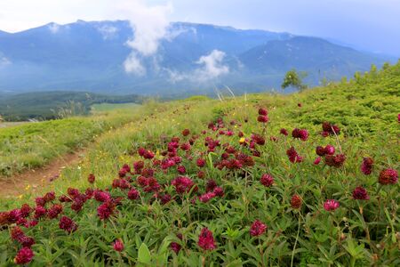 wild flowers on meadow in mountainsの写真素材