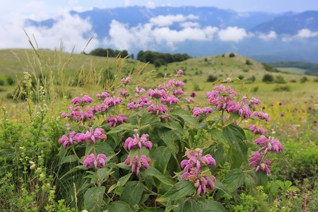 wild flowers on meadow in mountainsの写真素材