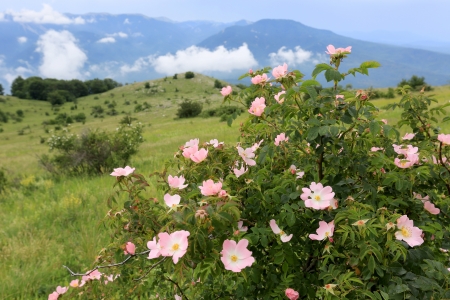 nice dog rose bush in mountainsの写真素材