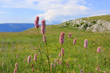 wild flowers on mountain meadowの写真素材