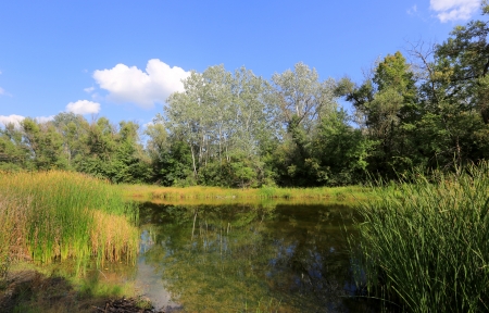 summer scene on lakein forestの写真素材