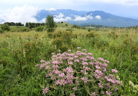 wild flowers on mountains meadowの写真素材