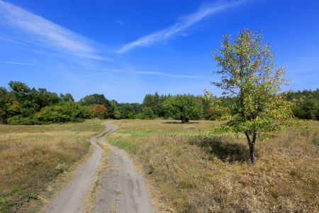 Rut road in steppe in sunny dayの写真素材