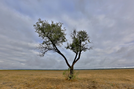 Alone tree in steppe before thunderstormの写真素材