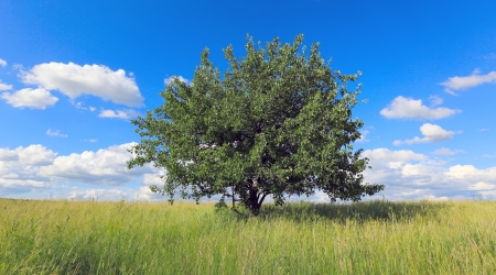 Alone tree on green meadowの写真素材