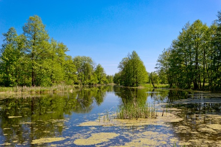 Summer scene on swamp in forestの写真素材