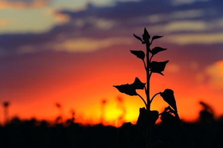 Flower silhouette on sunset backgroundの写真素材